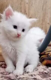 Белоснежные котята мейн-куна