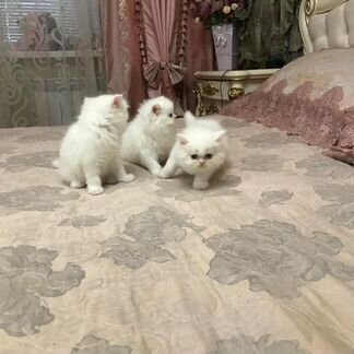 Персидские котята-мальчики
