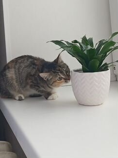 Кошка 1 год