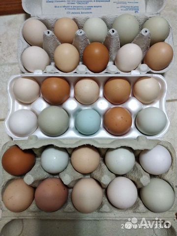 Петушки леггорн далматинец