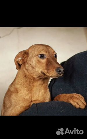 Кобелёк из приюта