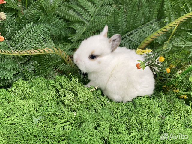 Идеальный питомец кролик
