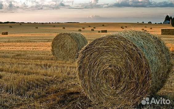 Сено луговое
