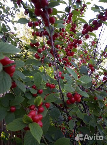 Саженцы вишня войлочная