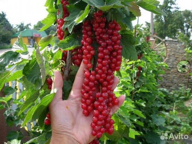 Красная смородина ровада