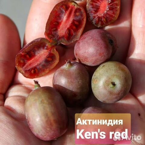 Актинидия (северное киви)