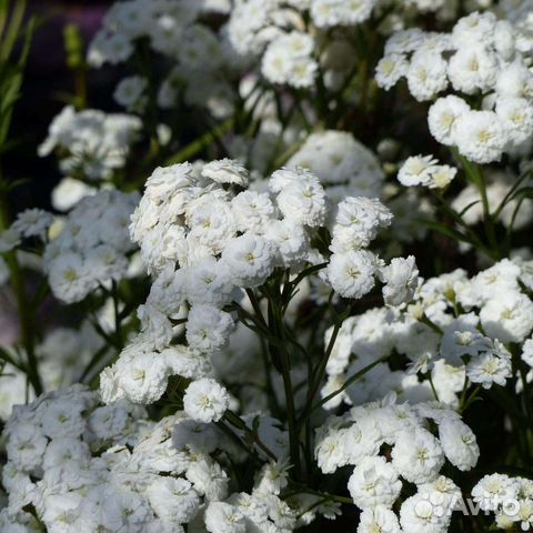 Цветы многолетние