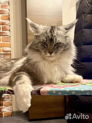 Кот мейн-кун вязка