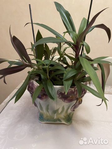 Рэо, большой цветок