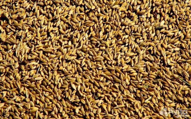 Комбикорм,пшеница,горох,ячмень,овёс,просо,кукуруза