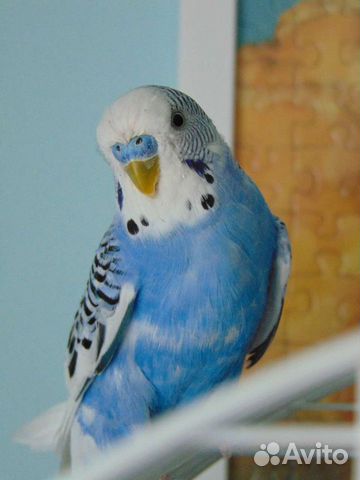 Птенцы волнистый попугай