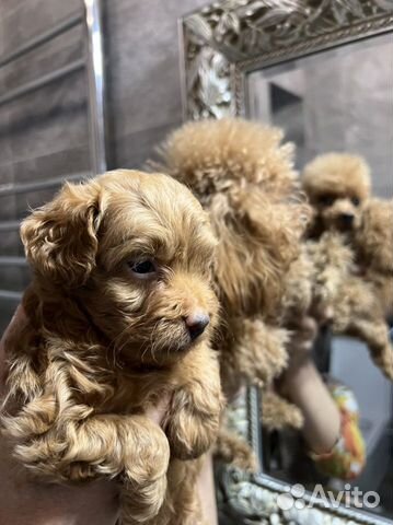 Щенки мальтипу F1 Москва