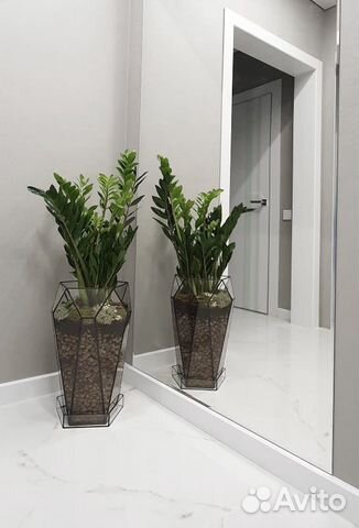 Замиакулькас в кашпо