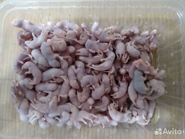 Кормовые мыши