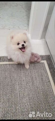 Зоогостиница, домашняя передержка животных