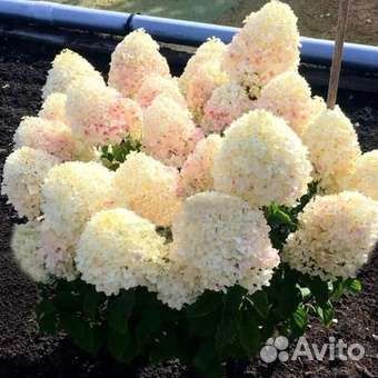 Низкорослые сорта гортензии