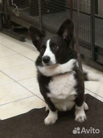 Вельш-корги кардиган вязка