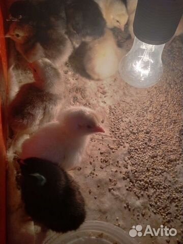 Курица мама с детками цыплятами