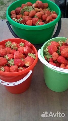 Рассада клубники сорт 