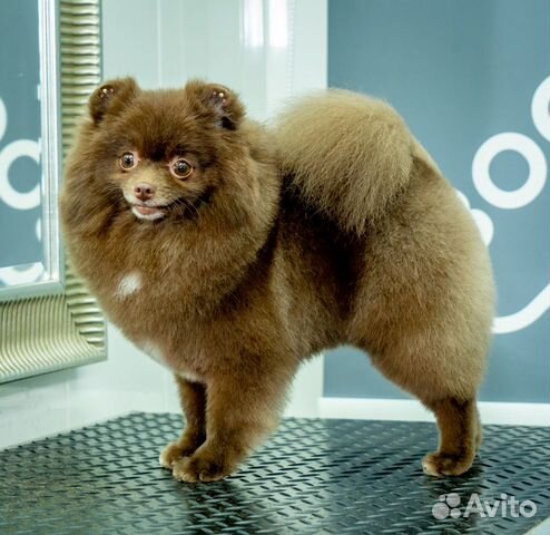 Груминг.Стрижка.Уход для собак всех пород