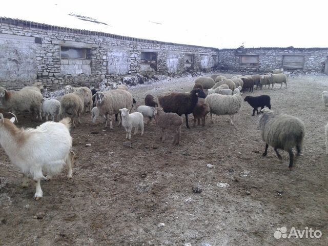 Овцы,Бараны,ягнята купить на Зозу.ру - фотография № 1