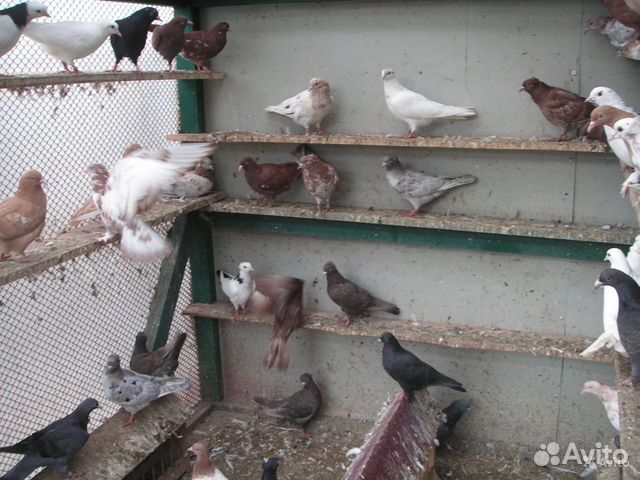Продажа голубей разных пород купить на Зозу.ру - фотография № 3