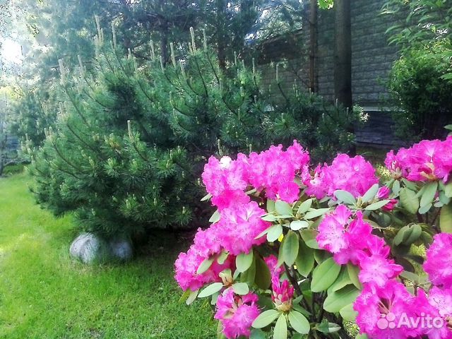 Услуги агронома. Обрезка, лечение и консультации Услуги агронома. Обрезка, лечение и консультации
