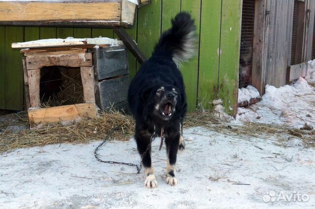 Потрясающая собака-компаньон в свой дом, стерильна купить на Зозу.ру - фотография № 3