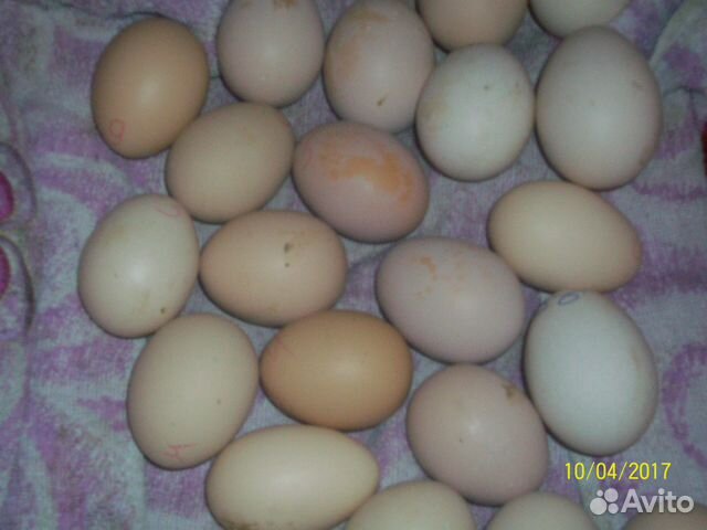 Яйцо инкубационное кур брамы купить на Зозу.ру - фотография № 2
