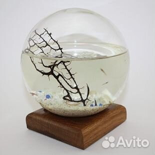 Нано аквариум без отверстий Аквамир. 2 креветки