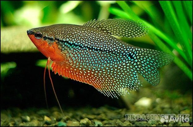 Декоративные аквариумные рыбки купить на Зозу.ру - фотография № 6