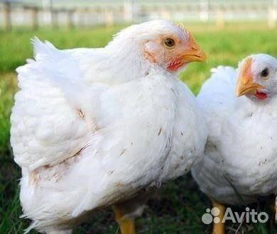 Бройлерные цыплята, Куры живые и мясом купить на Зозу.ру - фотография № 1