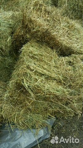 Свежее сено в кипах и рулонах от 6700 купить на Зозу.ру - фотография № 1