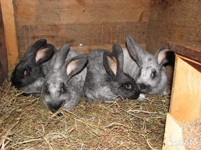 Кролик-акселерат серебристый (михайловской фермы) купить на Зозу.ру - фотография № 2