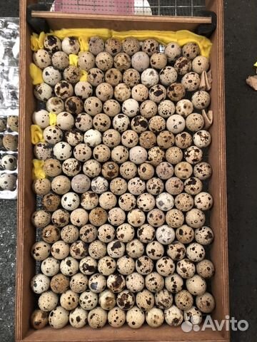 Инкубационное яйцо техасских перепелов купить на Зозу.ру - фотография № 1