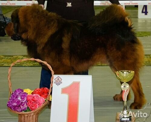 Продам щенка Тибетского Мастифа купить на Зозу.ру - фотография № 2