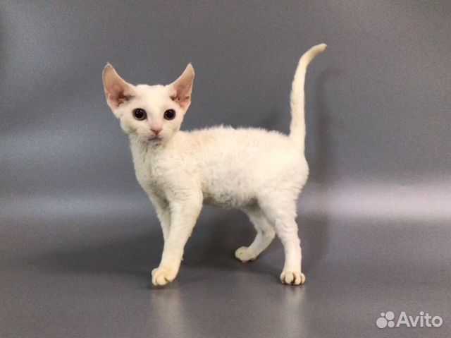 Девон рекс Белоснежная Овечка