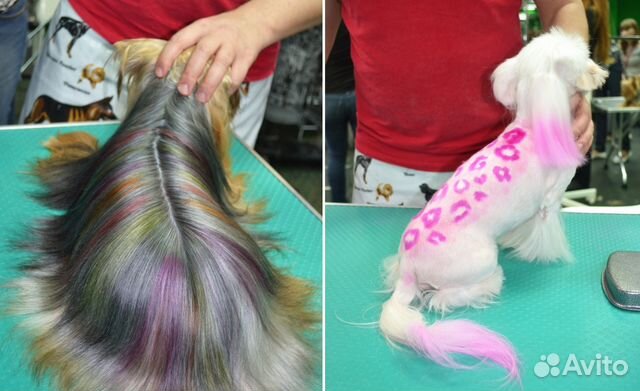 Стрижка собак и кошек