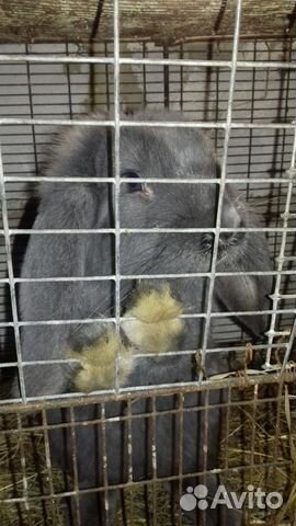 Породистые кролики французский баран 4-5 месяцев купить на Зозу.ру - фотография № 3