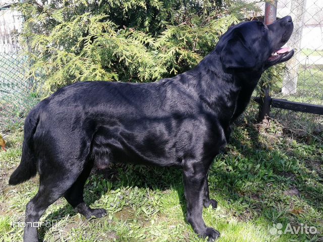 Купить Собаку В Рязани И Рязанской Области