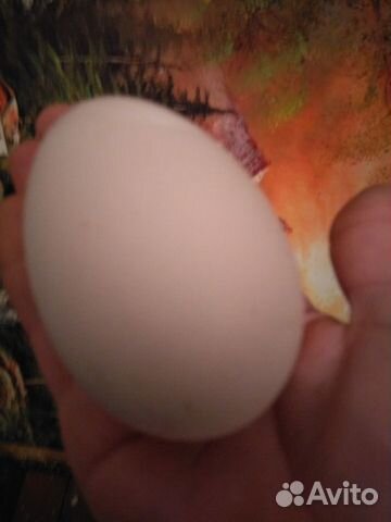 Инкубационные яйца (гусиные) и Гуси крупные