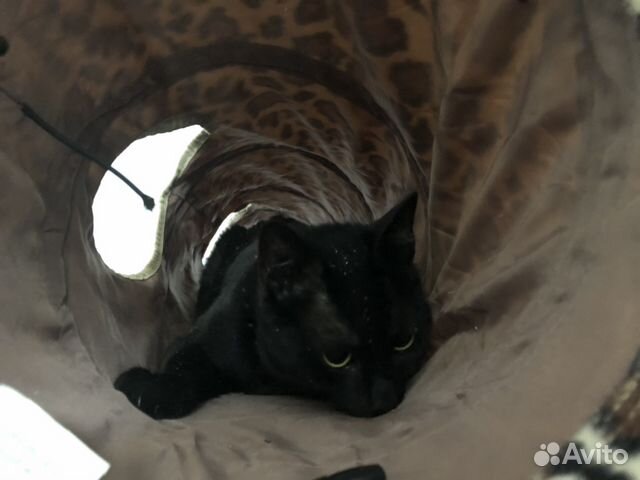 Кошачий туннель купить на Зозу.ру - фотография № 3