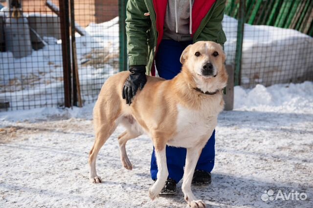 Ларсен хочет домой, собака из приюта в добрые руки купить на Зозу.ру - фотография № 3