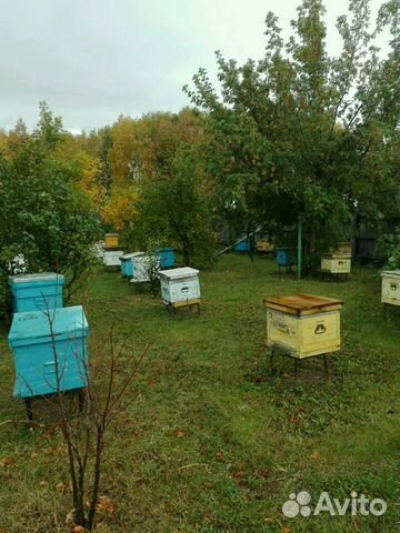 Пчелосемьи, пчёлы купить на Зозу.ру - фотография № 1