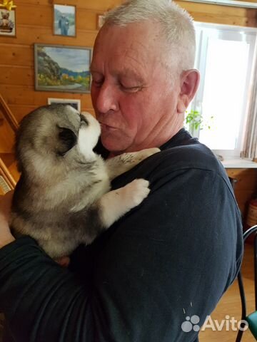 Аляскинский Маламут щенки мы выросли вес 3 кг купить на Зозу.ру - фотография № 4