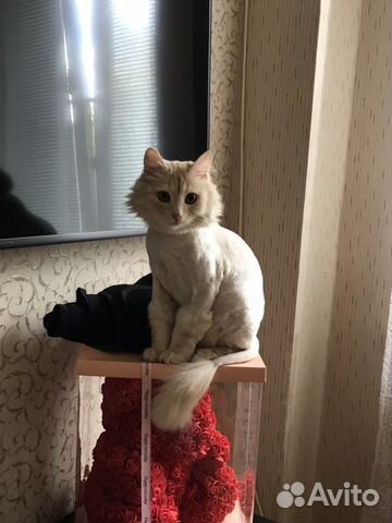 Стрижка Котов и Кошек выезд на дом. Грумер