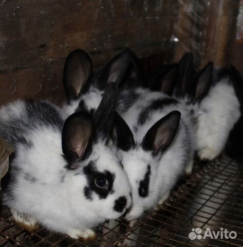 Кролики, порода Бабочки купить на Зозу.ру - фотография № 3