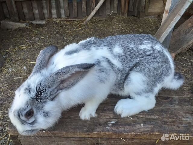 Кролики мясной породы фландр скрещеный с серым и б купить на Зозу.ру - фотография № 2