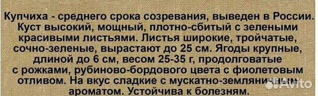 Земклуника рассада