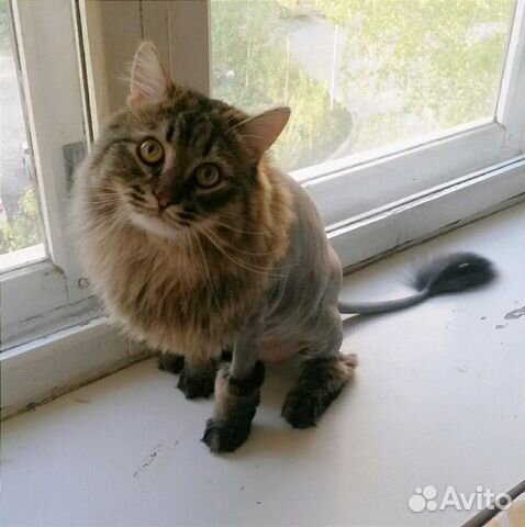 Стрижка собак и кошек у себя, выезд (все районы) Стрижка собак и кошек у себя, выезд (все районы)